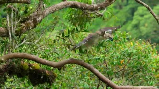 Aproape Philippine Eagle Pithecophaga Jefferyi Puicuta Încearcă Zboare Cuib Mindanao — Videoclip de stoc