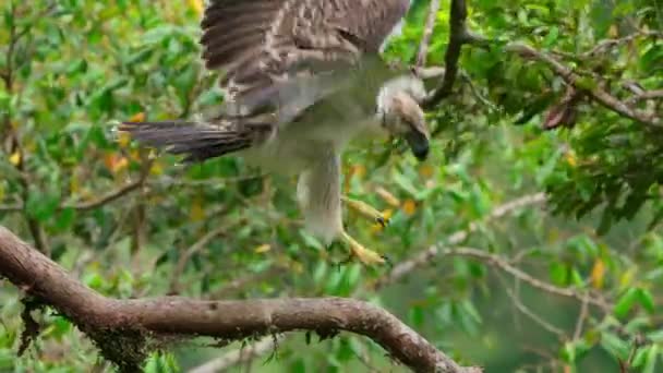 Close Philippine Eagle Pithecophaga Jefferyi Chick Try Fly Nest Mindanao — Αρχείο Βίντεο