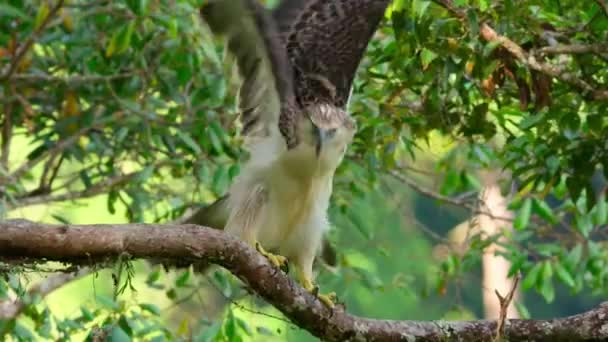 Aproape Philippine Eagle Pithecophaga Jefferyi Puicuta Încearcă Zboare Cuib Mindanao — Videoclip de stoc