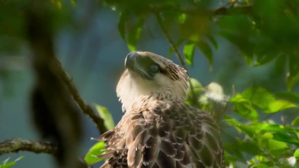 Close Philippine Eagle Chick Also Known Monkey Eating Eagle Pithecophaga — Stockvideo