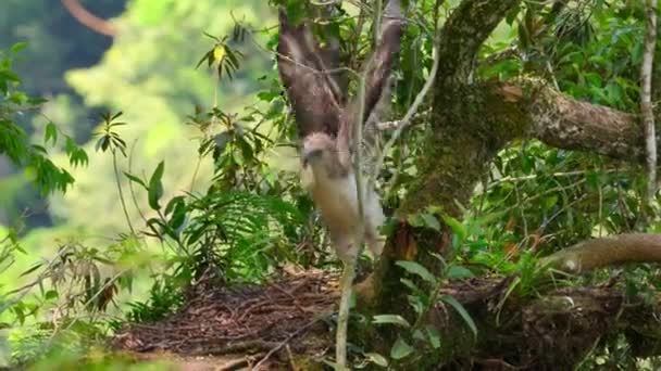 Close Philippine Eagle Pithecophaga Jefferyi Chick Try Fly Nest Mindanao — Stockvideo