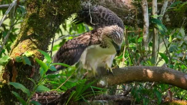 Close Philippine Eagle Pithecophaga Jefferyi Chick Try Fly Nest Mindanao — Video Stock