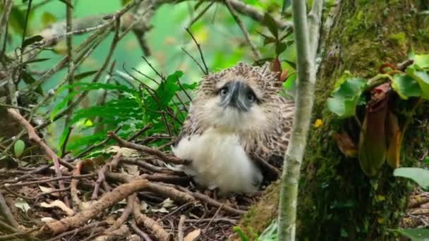 Close Philippine Eagle Chick Also Known Monkey Eating Eagle Pithecophaga — Video