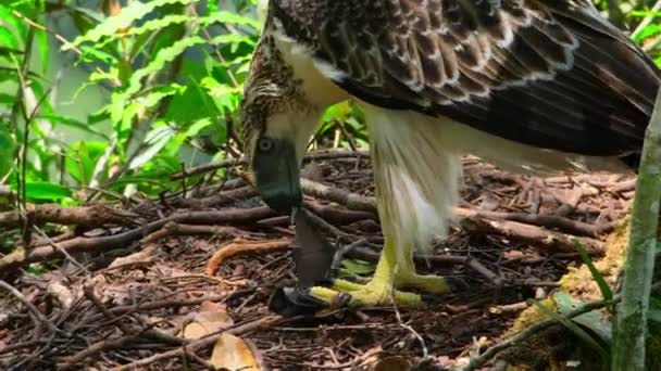 Close Philippine Eagle Pithecophaga Jefferyi Mother Feeding Chick Nest Mindanao — Stockvideo