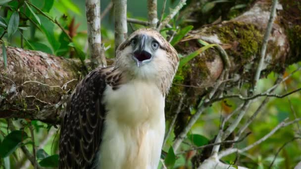 Philippine Eagle Chick Also Known Monkey Eating Eagle Pithecophaga Jefferyi — Stock video