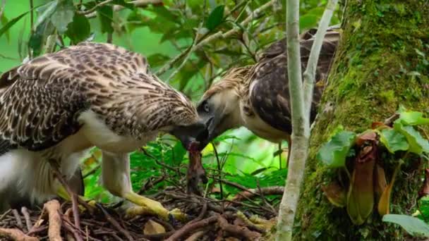 Close Philippine Eagle Pithecophaga Jefferyi Mother Feeding Chick Nest Mindanao — Stok video