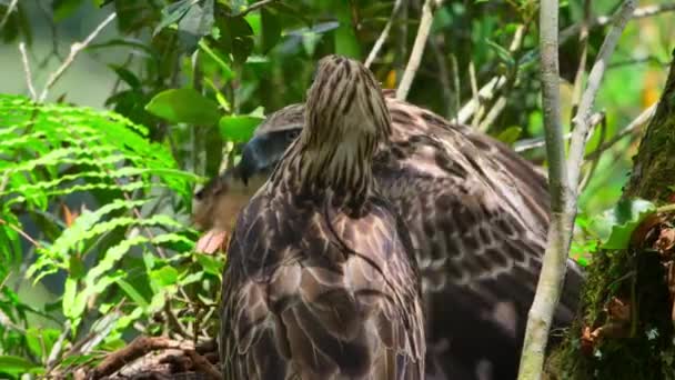 Close Philippine Eagle Pithecophaga Jefferyi Mother Feeding Chick Nest Mindanao — Stok video