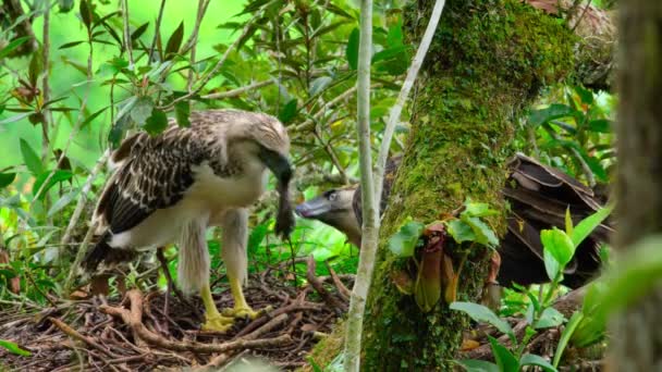 Close Philippine Eagle Pithecophaga Jefferyi Mother Feeding Chick Nest Mindanao — Videoclip de stoc