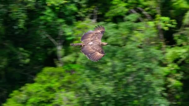 Philippine Eagle Also Known Monkey Eating Eagle Pithecophaga Jefferyi Flying — Video
