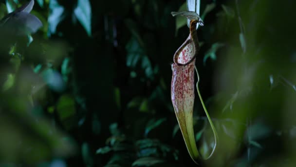 Woolly Bat Resting Carnivorous Pitcher Plant Monkey Cups Rainforest Jungle — ストック動画