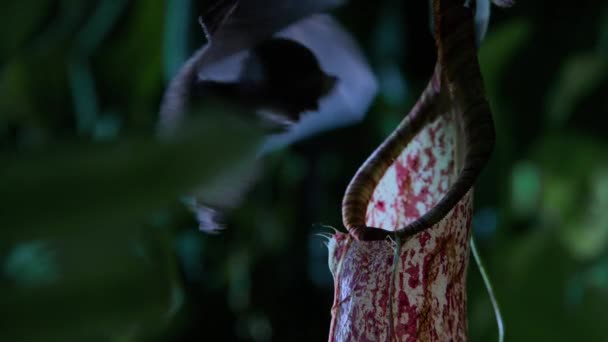 Morcego Lanoso Descansando Carnivorous Pitcher Plant Copos Macaco Selva Floresta — Vídeo de Stock