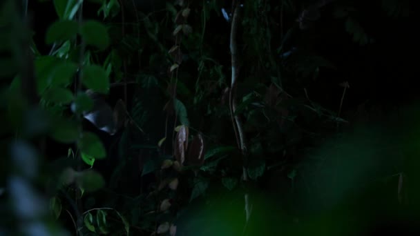 Крупный План Полета Маленькой Летучей Мыши Джунглях Тропического Леса Ночью — стоковое видео