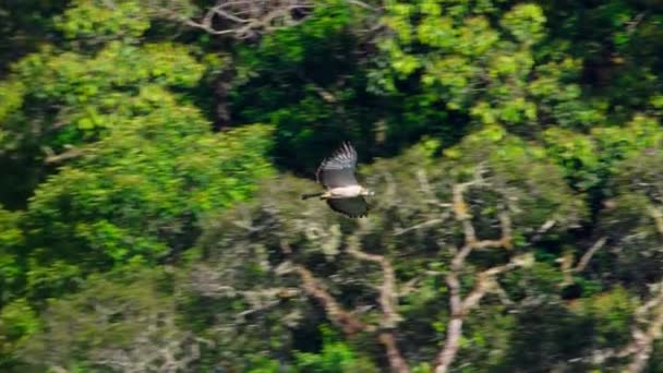 Philippine Eagle Also Known Monkey Eating Eagle Pithecophaga Jefferyi Flying — Stok video