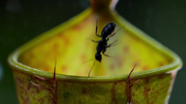 Close Formigas Tentado Pelo Doce Néctar Planta Jarro Gracilis Bornéu — Vídeo de Stock