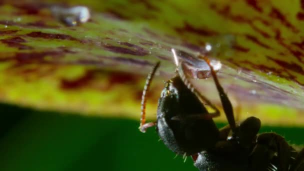 Κοντινό Πλάνο Μυρμηγκιών Μπαίνει Στον Πειρασμό Από Γλυκό Νέκταρ Του — Αρχείο Βίντεο