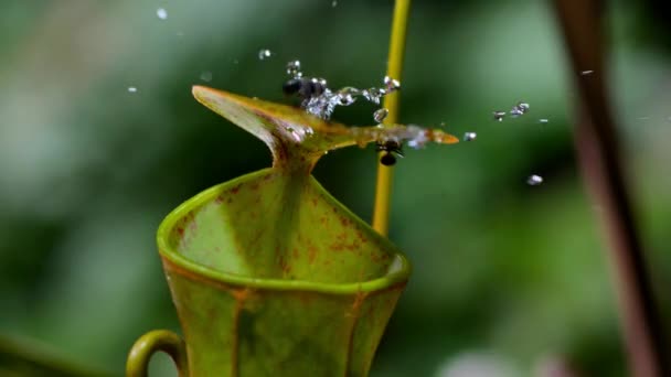Close Ants Tempted Sweet Nectar Gracilis Pitcher Plant Borneo Malaysia — Video
