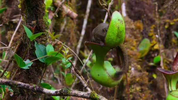 Zbliżenie Górskiego Nektaru Liżącego Drzewa Tupaia Glis Dzbaneczniku Sabah Borneo — Wideo stockowe
