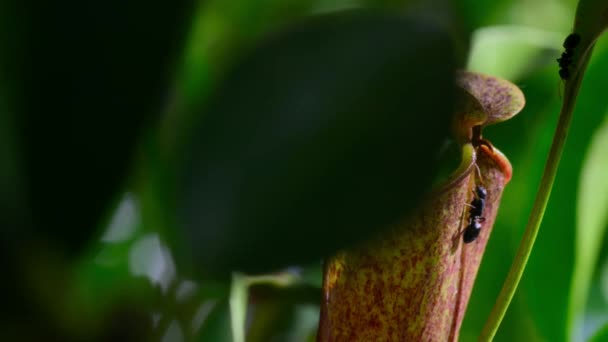 Close Ants Tempted Sweet Nectar Gracilis Pitcher Plant Borneo Malaysia — Αρχείο Βίντεο