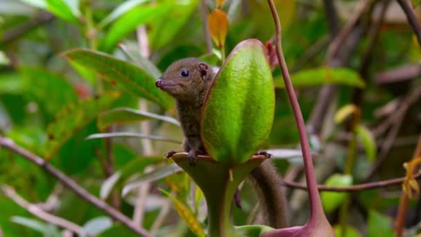 Closeup Mountain Treeshrew Tupaia Glis Licking Nectar Pitcher Plant Sabah — Stock Video
