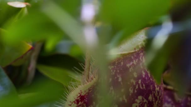 Timelapse Σαρκοφάγος Pitcher Φυτό Κύπελλα Μαϊμού Αυξάνεται Ζούγκλα Τροπικού Δάσους — Αρχείο Βίντεο