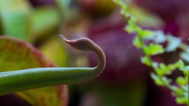 Timelapse Carnivorous Pitcher Plant Monkey Cups Growing Rainforest Jungle Carnivorous — Stok Video
