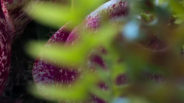 Timelapse Carnivorous Pitcher Plant Monkey Cups Growing Rainforest Jungle Carnivorous — Vídeos de Stock