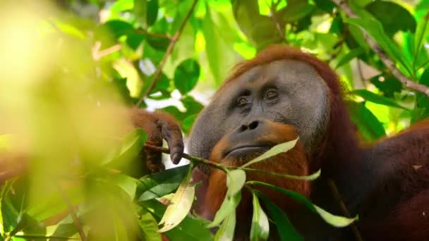 Крупный План Самца Суматры Orangutans Pongo Pygmaeus Подвид Суматры Обитающий — стоковое видео