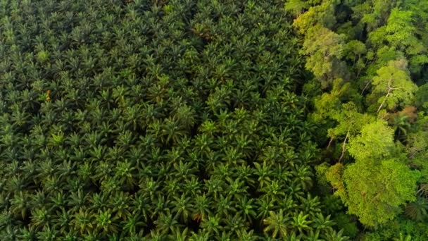 Плантація Пальмової Олії Згори Сонячними Променями Півночі Суматри Індонезії — стокове відео