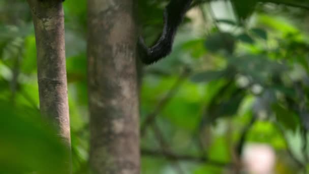 南米のアマゾン盆地の熱帯雨林の木から黒いクモの猿の近くに登った — ストック動画