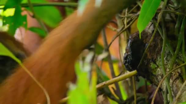 Közelkép Egy Szumátrai Orángutánok Pongo Pygmaeus Használja Eszközök Pálcikák Találni — Stock videók