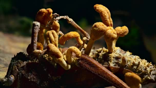 Cordyceps Fungus Infecting Insect Infected Fungus Changes Behaviour Insect Causing — Vídeo de Stock