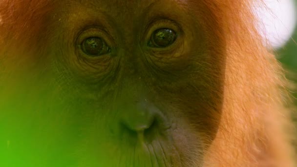 Крупный План Самки Суматранских Орангутангов Pongo Pygmaeus Подвид Суматры Обитающий — стоковое видео