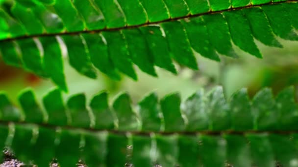 Close Shot Leafcutter Ants Carrying Leaves Amazon Lowland Rainforest Ecuador — Stock Video