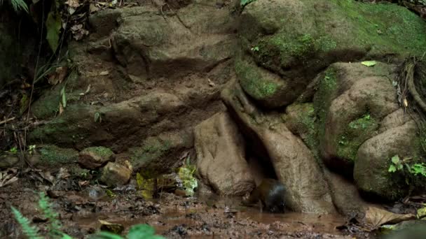 Small Boar Looking Food Rainforest Amazon South America — Stock Video