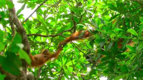 Närbild Mor Sumatran Orangutans Och Nyfödda Pongo Pygmaeus Underart Till — Stockvideo