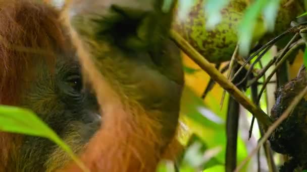 Крупным Планом Суматранские Орангутанги Pongo Pygmaeus Используют Инструменты Палочек Найти — стоковое видео