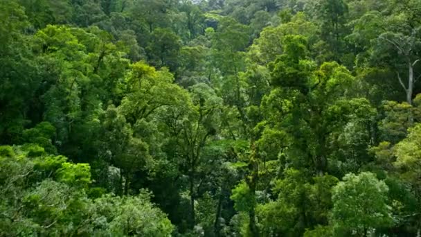 Aerial View Tree Sun Rays Tropical Jungle Green Rainforest Amazon — Vídeos de Stock