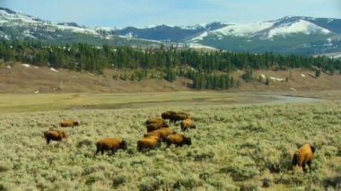 Close up of American bisons, calf and family grazing on the meadow, Yellowstone national park, USA