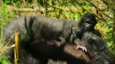 Close up of Baby mountain gorillas in its natural habitat, Rwanda's Volcanoes National Park, Africa