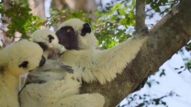 Close up of Decken's Sifaka family (Propithecus deckenii) in its natural habitat in Tsingy de Bemaraha National Park, Madagascar