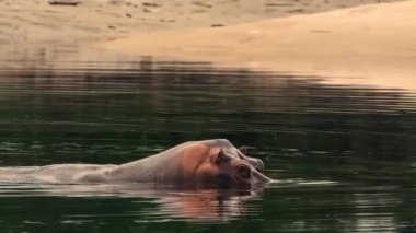 Hippos stick to freshwater lagoons Sheltering from the sun, Loango national park in western Gabon on the west coast of Africa.