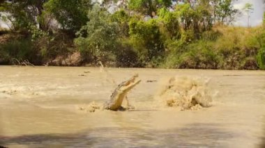 Saltwater crocodiles hunting mullets that journey upstream to their spawning grounds, Kakadu National Park, Northern Territory, Australia