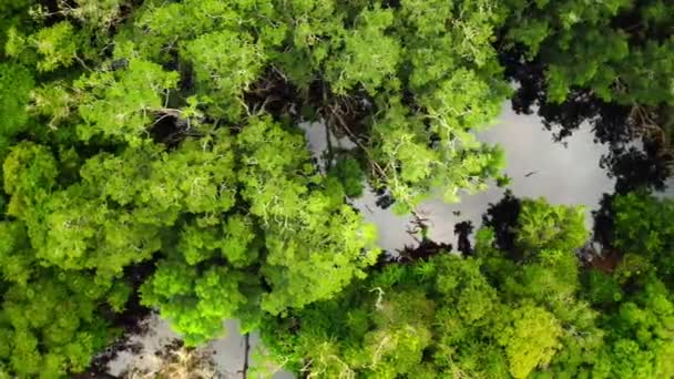 Letecký Pohled Národní Park Loango Národní Park Západním Gabonu Západním — Stock video