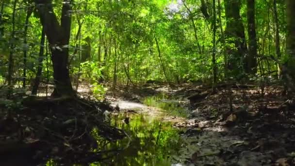 Национальный Парк Лоанго Национальный Парк Западной Части Габона Западном Побережье — стоковое видео