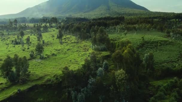 Paesaggio Aereo Del Parco Nazionale Dei Vulcani Del Ruanda Africa — Video Stock