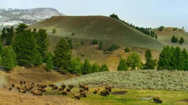 Primer Plano Bisontes Americanos Terneros Pastoreo Familiar Prado Parque Nacional — Vídeos de Stock
