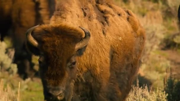 Close American Bisons Calf Family Grazing Meadow Yellowstone National Park — Stock Video