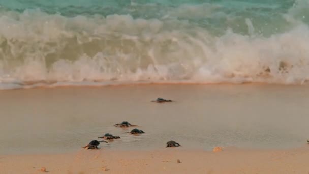 Baby Sea Turtles Hatchling Crawling White Sand Beach Sea Raine — Video Stock