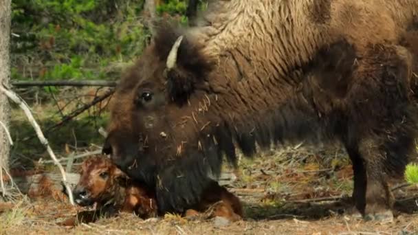 American Bison Mother Licks Her Newborn Bison Calf Encourage Stand — Stockvideo