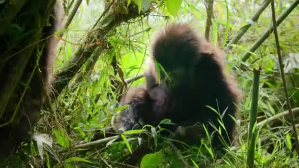 Close Baby Mountain Gorillas Its Natural Habitat Parque Nacional Dos — Vídeo de Stock